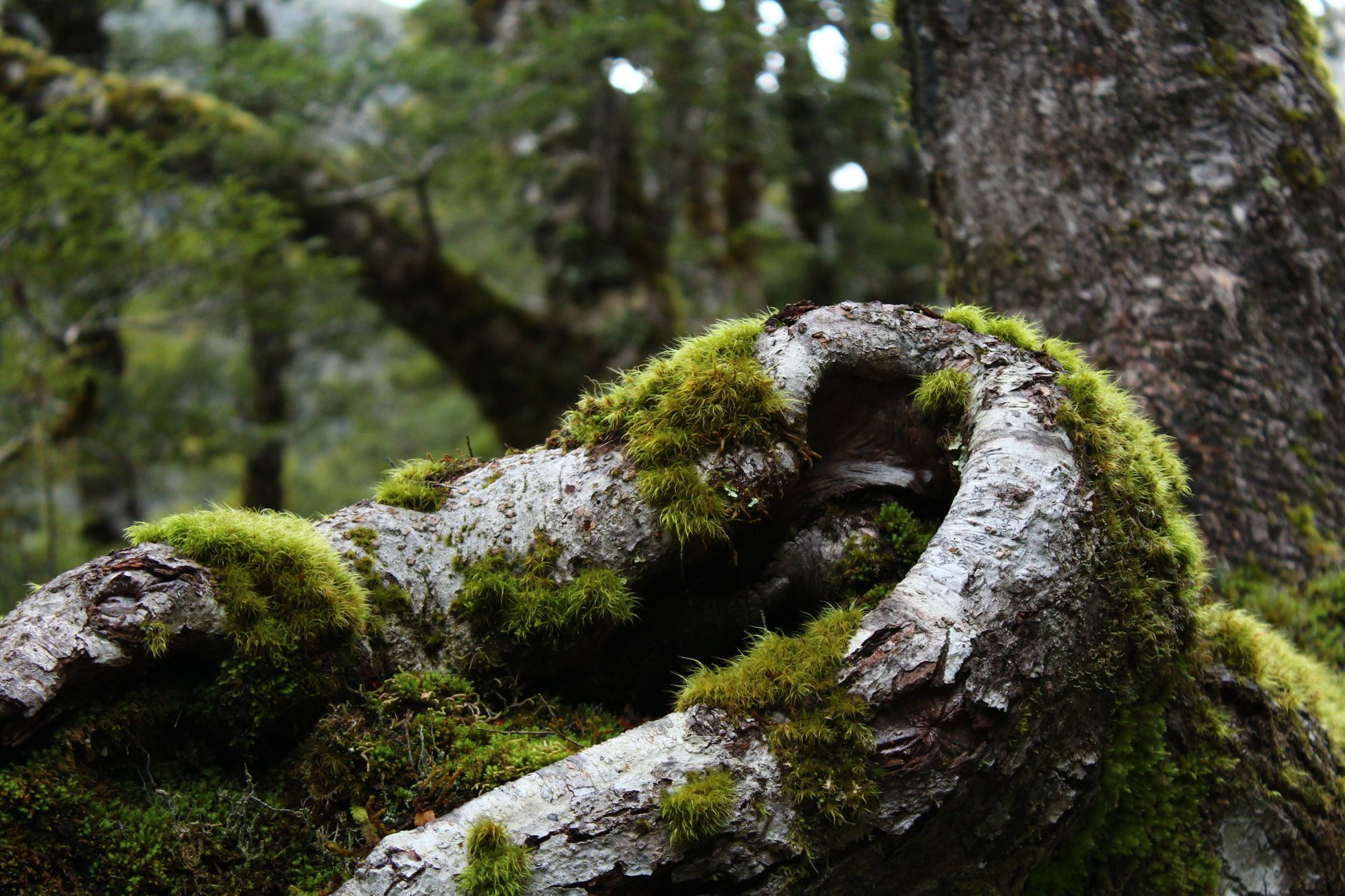 Native fern forests of New Zealand
